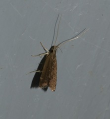 Torodora gemella