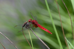 Crocothemis servilia mariannae