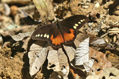 Drucina leonata