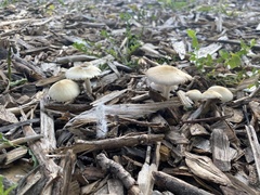 Candolleomyces