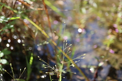 Panicum philadelphicum philadelphicum