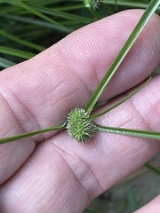 Cyperus hortensis