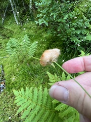 Eriophorum virginicum