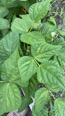 Phaseolus vulgaris