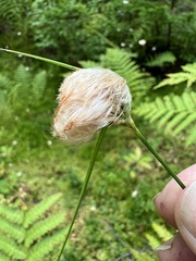 Eriophorum virginicum