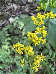 Solidago ulmifolia