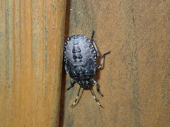 Rhaphigaster nebulosa