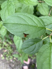 Chrysopilus quadratus