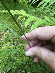 Eriophorum virginicum