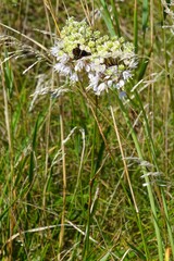 Allium cernuum