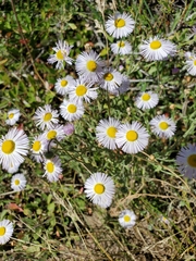 Erigeron pumilus