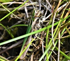 Omocestus viridulus
