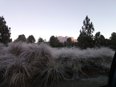 Muhlenbergia rigens