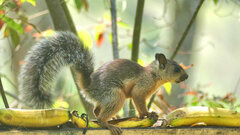 Sciurus variegatoides