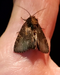 Noctuidae