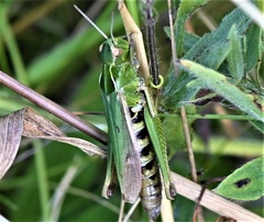 Omocestus viridulus