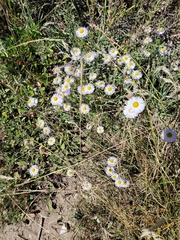 Erigeron pumilus