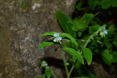 Thyrocarpus sampsonii