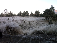 Muhlenbergia rigens