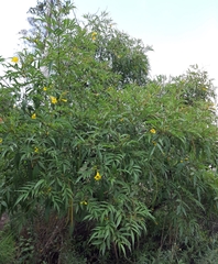 Tecoma stans