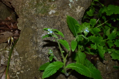 Thyrocarpus sampsonii