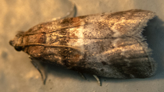 Acrobasis angusella