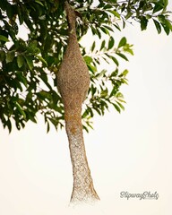 Ploceus philippinus