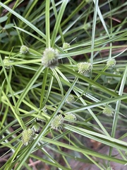 Cyperus hortensis