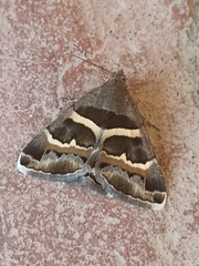 Grammodes stolida
