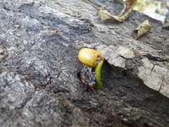 Tristerix corymbosus