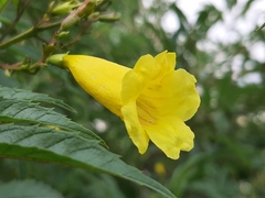 Tecoma stans