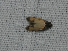 Tyrolimnas anthraconesa