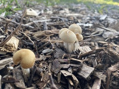 Leucocoprinus cepistipes