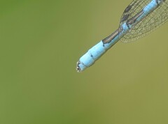 Enallagma boreale