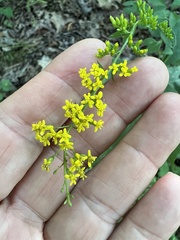 Solidago ulmifolia