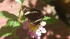 Anartia fatima