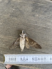 Agrius convolvuli