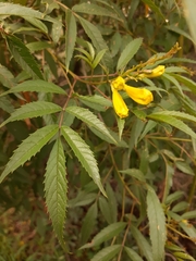 Tecoma stans