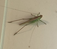 Conocephalus fasciatus