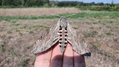 Agrius convolvuli