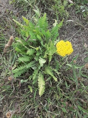 Achillea filipendulina