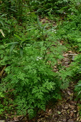 Anthriscus sylvestris