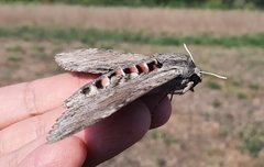Agrius convolvuli