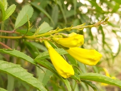 Tecoma stans