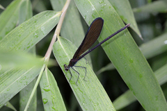 Atrocalopteryx atrata