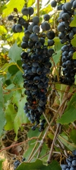 Vitis vinifera vinifera
