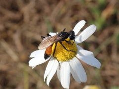 Podalonia affinis