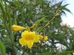 Tecoma stans