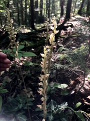 Goodyera oblongifolia