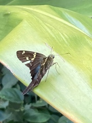 Urbanus proteus proteus